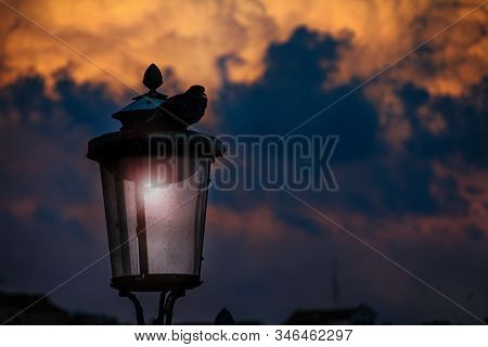 The Quite Before The Storm - Storms Clouds At Sunset With A Dove On Top.