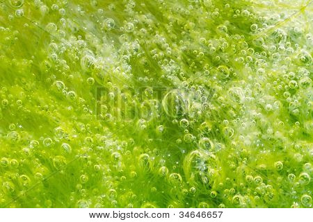 macro di alga ulva con molte bolle all'interno