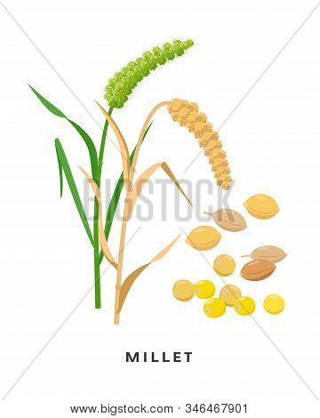 Millet Cereal Grass And Grains - Vector Botanical Illustration In Flat Design Isolated On White Back