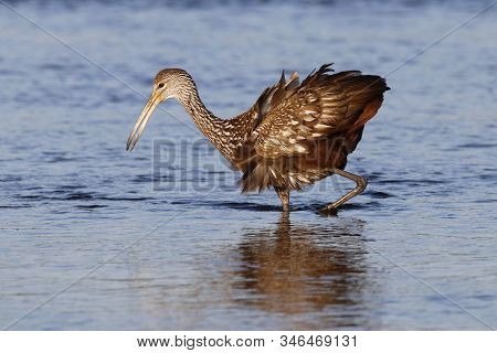 A Limpkin, Aramus Guarauna Walking In A  Florida Bay