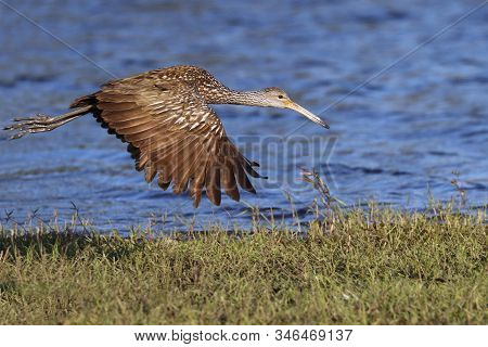 A Limpkin, Aramus Guarauna In Flight Over A  Florida Bay
