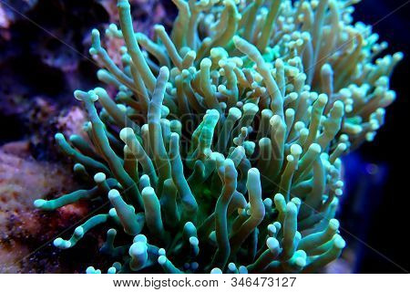 Green Toxic Euphyllia Torch Lps Coral - Euphyllia Grabrescens