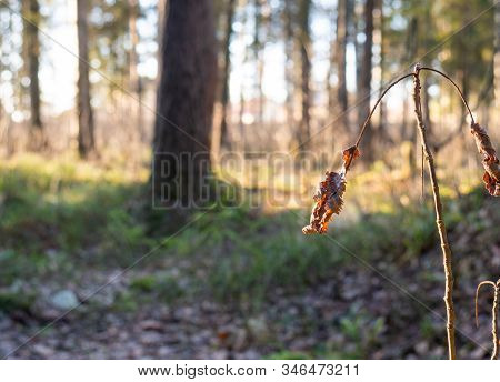 Beautiful Green Leafy And Coniferous Forest. Birch, Spruce, Hev. Early Spring. Pleasant Warm Light. 