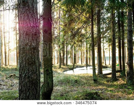 Beautiful Green Leafy And Coniferous Forest. Birch, Spruce, Hev. Early Spring. Pleasant Warm Light. 
