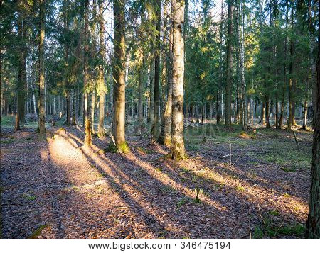 Beautiful Green Leafy And Coniferous Forest. Birch, Spruce, Hev. Early Spring. Pleasant Warm Light. 