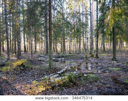 Beautiful Green Leafy And Coniferous Forest. Birch, Spruce, Hev. Early Spring. Pleasant Warm Light. 