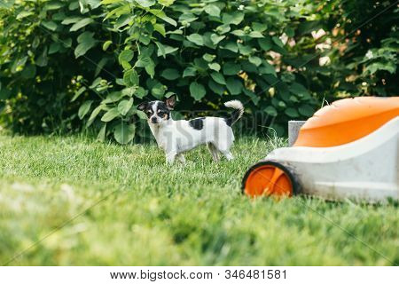 The Little Dog Chihuahua Playing Outside On The Grass Spring Backyard Near Lawn Mower . Selective Fo