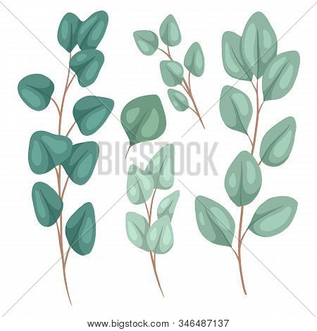 Botanical Flat Illustration Of Eucalyptus Populus. Set Of Hand Drawn Eucalyptus Branches With Foliag