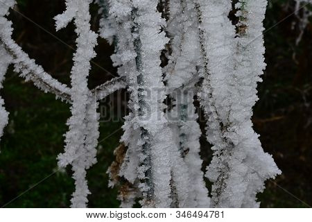 A Very Nice Rimy Tree Close Up