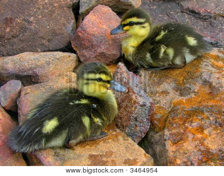 Wilde eend, eendjes
