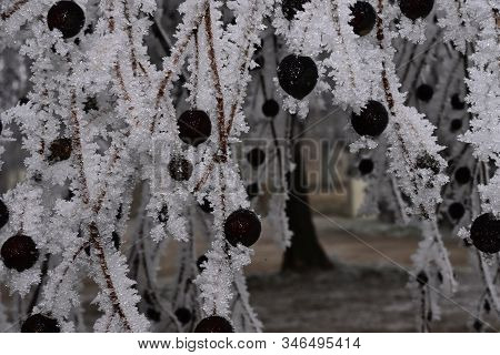 A Very Nice Rimy Tree Close Up