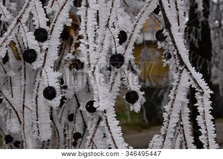 A Very Nice Rimy Tree Close Up