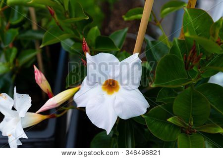 White Mandevilla Sundaville Blossoms In A Danish Backyard.