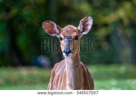 The Nyala, Tragelaphus Angasii Is A Spiral-horned Antelope Native To Southern Africa. It Is A Specie