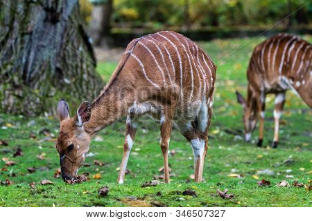 The Nyala, Tragelaphus Angasii Is A Spiral-horned Antelope Native To Southern Africa. It Is A Specie