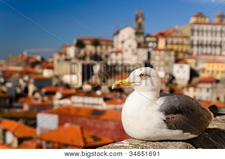byen tagene og tårn af Clerigos kirke, Porto, Portugal