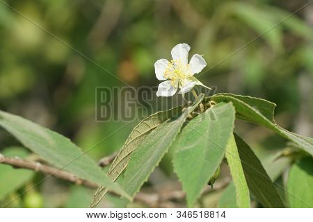 Close Up White Muntingia Calabura Flower In Nature Garden