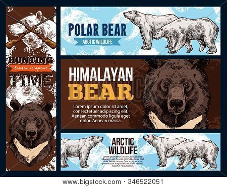 Polar Andhimalayan Bears, Wildlife And Hunting. Vector White And Brown Bear Animal Sketches. Full Le