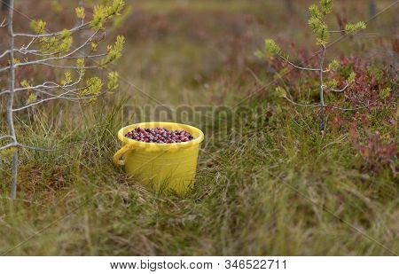 The Yellow Bucket Of The Wild Cranberry (oxycoccus) Is On The Marsh Vegetation.