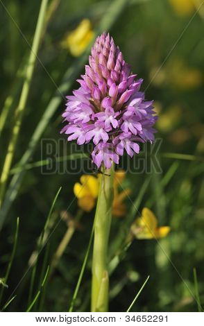 Pyramidal Orchid