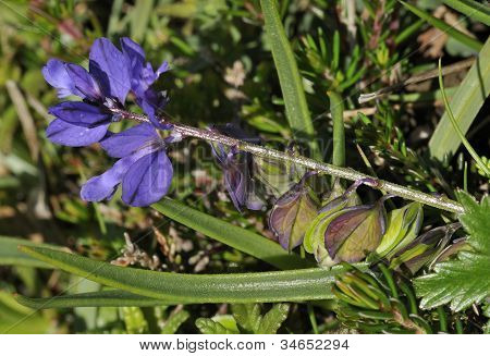 Milkwort ทั่วไป