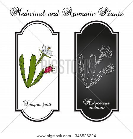 Dragon Fruit, Or Pitaya Hylocereus Undatus , Edible And Medicinal Plant. Hand Drawn Botanical Vector