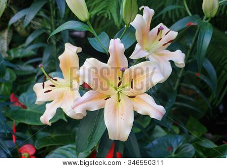 Beautiful Light Yellow Flower Of Oriental Hybrid Lily Eldoret
