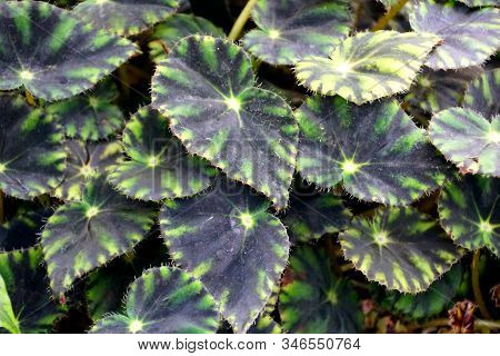 Beautiful Green Pattern Of Trailing Scandent Begonia Tropical Plant