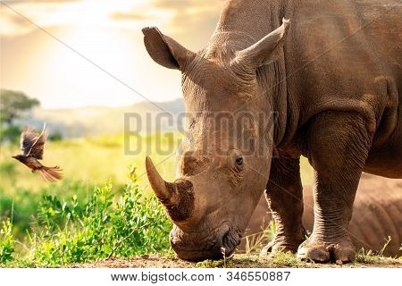 Close Up Head Shot Of Huge African White Rhino In Grassland. Sunset And Ox Pecker Bird In Background