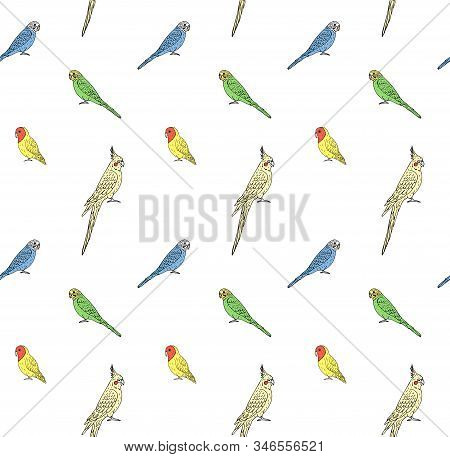 Vector Seamless Pattern Of Hand Drawn Doodle Sketch Different Colored Parrots Isolated On White Back