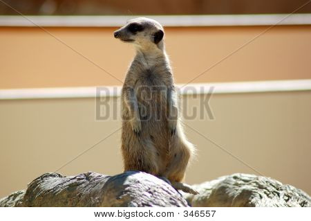 Lookout
