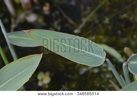 Powdery Alligator-flag Leaves - Latin Name - Thalia Dealbata