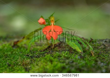 Orange Habenaria Rhodocheila Hance Wild Orchid At Waterfall In Thailand