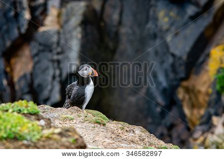 Close View Of A  Puffin On A Rock  On Sunny Day In Saltee Islands. Ireland.