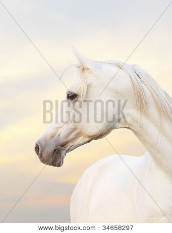 Hvide hest