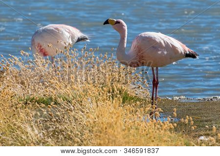 Flamingos farage on the lake in Bolivia