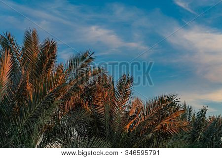 Beautiful Green Palm Trees Against The Sunset Sky With Light Clouds And Blue Sea. Tropical Idilic Ev