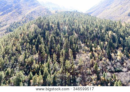 Aerial View Over Green Pine Tree Forest Canopy On Himalayas Mountain Top. Pine Woods Forest Woodland