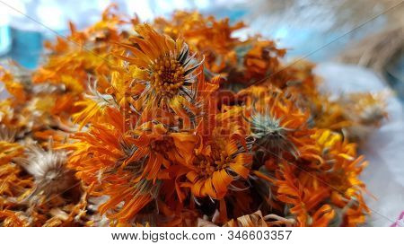 Folk Medicine From Dried Calendula Flowers With Curly Orange Petals. Medicinal Plant Calendula Inflo