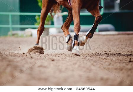 Pferd Beine laufen