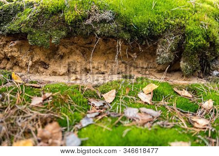 Detail Of Podzol Soil