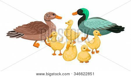 Duck Family. Set Small Ducklings With Parents, Drake And Duck. Vector Cartoon Illustration