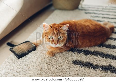 Combing Ginger Cat With Comb Brush At Home. Cat Lying On Carpet Playing With Brush. Taking Care Of P