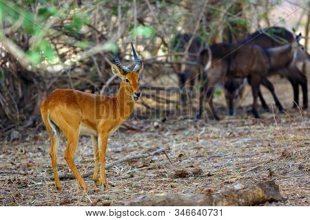 The Puku (kobus Vardonii Senganus) Male Standing In The Forest And In The Background The Waterbuck A