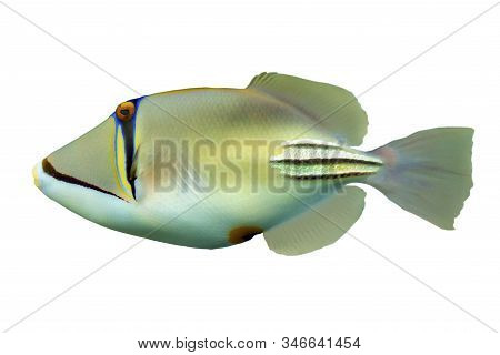 Tropical Coral Fish Picasso Triggerfish (rhinecanthus Aculeatus) Isolated On White Background