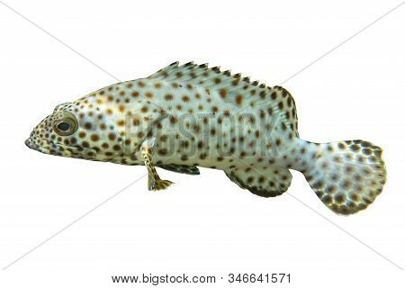 Tropical Coral Fish Humpback Grouper (cromileptes Altivelis)  Isolated On White Background