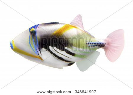 Tropical Coral Fish Picasso Triggerfish (rhinecanthus Aculeatus) Isolated On White Background