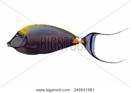 Tropical Fish Orangespine Unicornfish (naso Elegans) Isolated On White Background