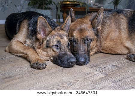 Two German Sheppard Dogs Lying Togetheron The Floor