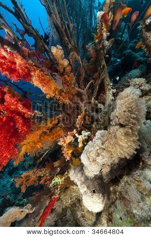 Longnose hawkfish, trópusi zátony, a Vörös-tengeren.